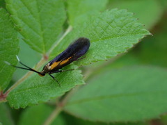 Mathildana newmanella