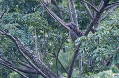 Penelopides manillae