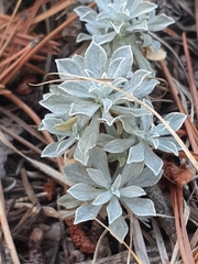 Antennaria parvifolia