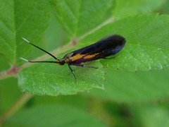 Mathildana newmanella