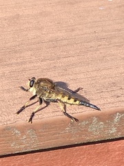 Promachus rufipes