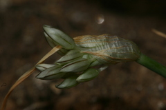 Allium lehmannii