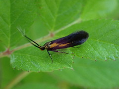 Mathildana newmanella