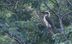 Penelopides manillae