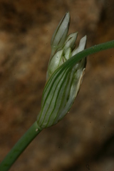 Allium lehmannii