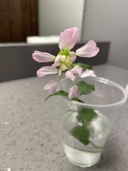 Saponaria officinalis