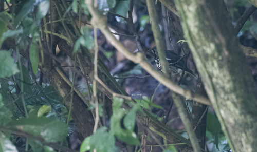 Ashy Thrush (Geokichla cinerea), photo 10