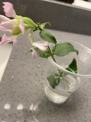 Saponaria officinalis