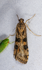 Nomophila nearctica