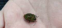 Poecilocoris lewisi