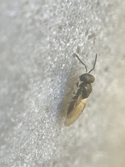 Pteromalidae