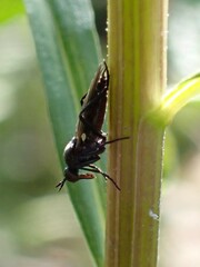 Empidoidea