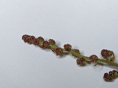 Chenopodium berlandieri