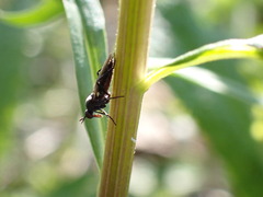 Empidoidea