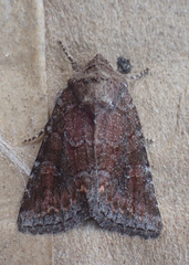 Lacinipolia meditata