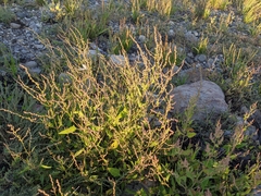 Chenopodium berlandieri