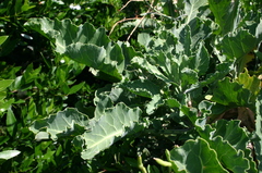 Brassica oleracea