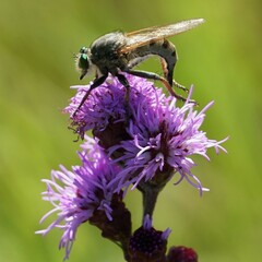 Promachus vertebratus