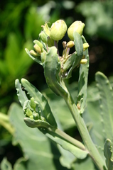 Brassica oleracea