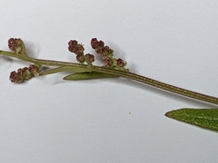 Chenopodium berlandieri