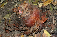 Drimia numidica