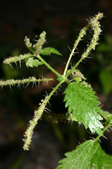 Urtica membranacea