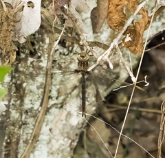 Boyeria vinosa