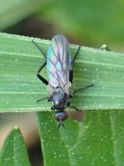 Empididae