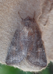 Lacinipolia meditata