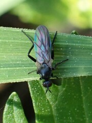 Empididae