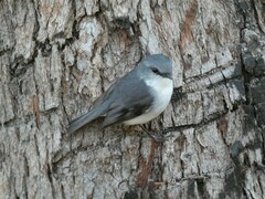 Eopsaltria georgiana