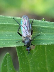Empididae