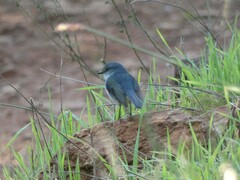 Eopsaltria georgiana