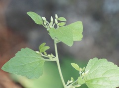 Brickellia californica