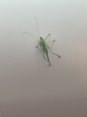 Neoconocephalus ensiger