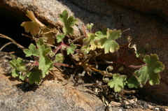 Geranium rotundifolium