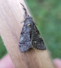 Dasychira vagans