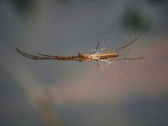 Tetragnatha laboriosa