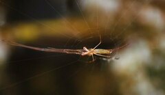 Tetragnatha laboriosa