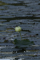 Nelumbo lutea