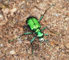 Cicindela sexguttata