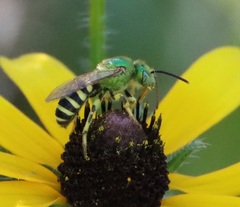 Agapostemon texanus