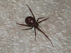 Steatoda grossa