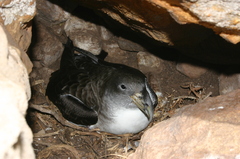 Calonectris diomedea