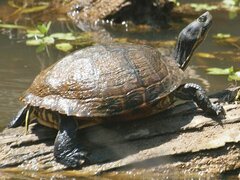 Deirochelyinae