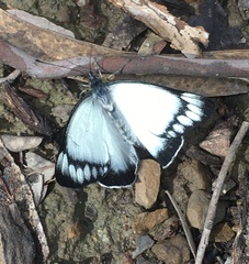 Delias harpalyce