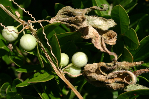 Bryonia acuta image