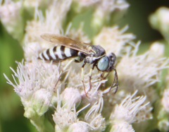 Microbembex monodonta