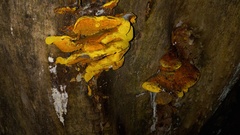 Pseudomerulius curtisii