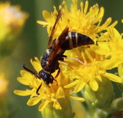 Euodynerus hidalgo boreoorientalis